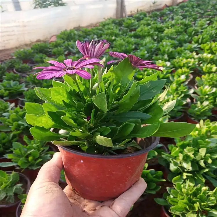 <a href='http://www.zishuwang.com.cn/caohuazhongzi/1604.html' target='_blank'>南非萬(wàn)壽菊</a>杯苗容器苗