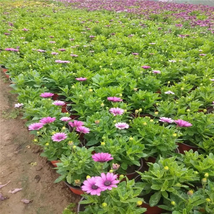南非萬(wàn)壽菊杯苗容器苗