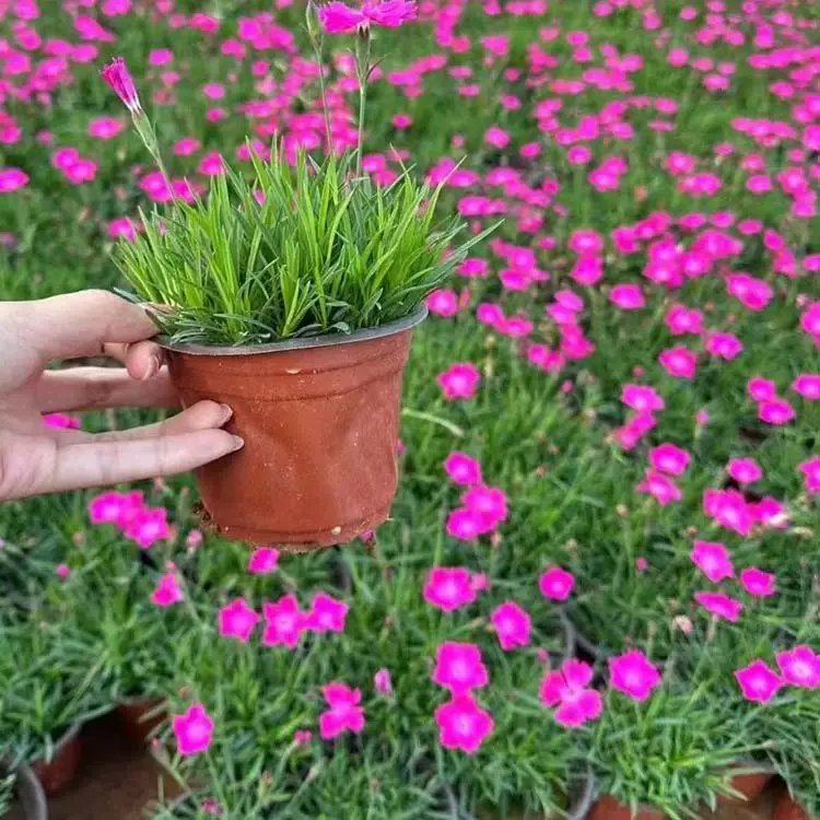 歐<a href='http://www.zishuwang.com.cn/caohuazhongzi/97045.html' target='_blank'>石竹</a>杯苗容器苗