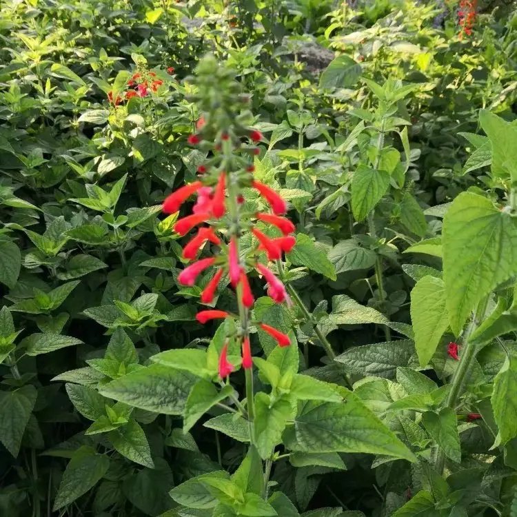 <a href='http://www.zishuwang.com.cn/yaocaizhongzi/2335.html' target='_blank'>紅花</a><a href='http://www.zishuwang.com.cn/caohuazhongzi/1626.html' target='_blank'>鼠尾草</a>杯苗容器苗