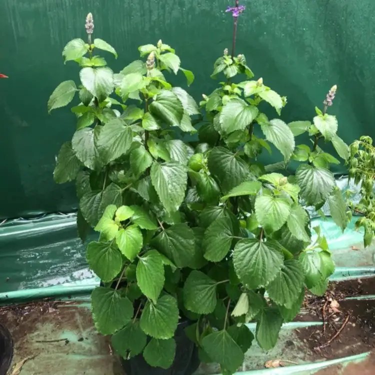 薩利<a href='http://www.zishuwang.com.cn/caohuazhongzi/1044.html' target='_blank'>芳香鼠尾草</a>杯苗容器苗