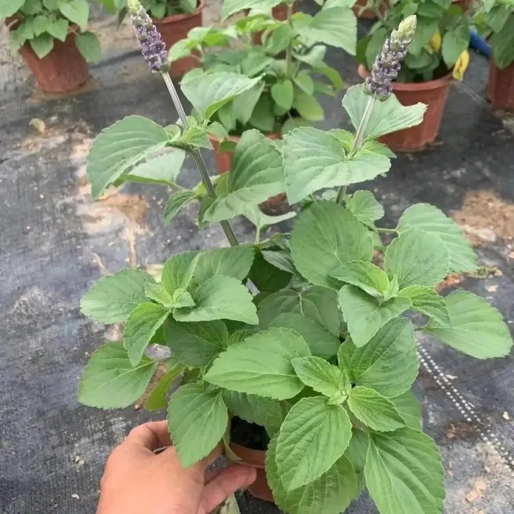 薩利芳香<a href='http://www.zishuwang.com.cn/caohuazhongzi/1626.html' target='_blank'>鼠尾草</a>杯苗容器苗