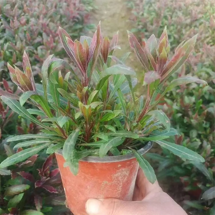<a href='http://www.zishuwang.com.cn/guoshuzhongzi/2185.html' target='_blank'>山桃</a>草杯苗容器苗