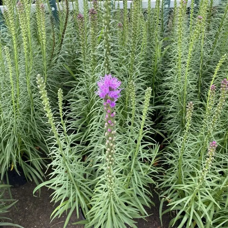 <a href='http://www.zishuwang.com.cn/caohuazhongzi/1620.html' target='_blank'>蛇鞭菊</a>杯苗容器苗
