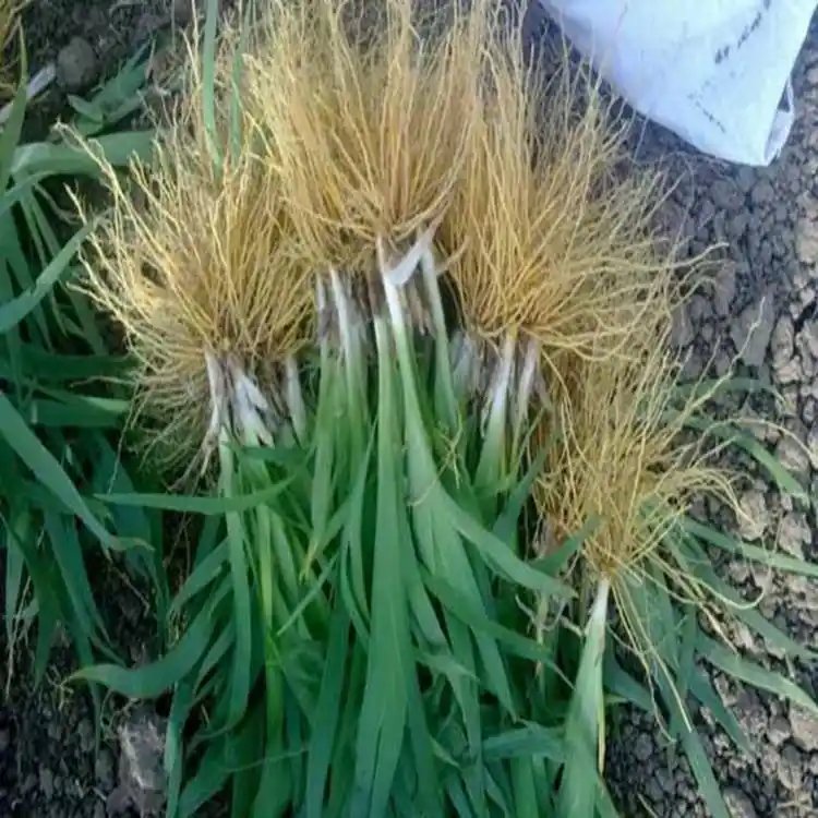 射干苗<a href='http://www.zishuwang.com.cn/' target='_blank'>種子</a>