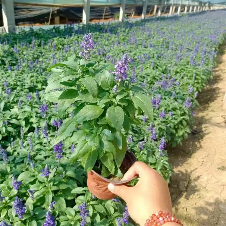 <a href='http://www.zishuwang.com.cn/caohuazhongzi/1626.html' target='_blank'>鼠尾草</a>杯苗容器苗