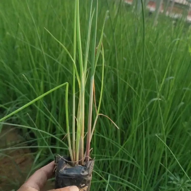 <a href='http://www.zishuwang.com.cn/shuishengshuicao/3432.html' target='_blank'>水蔥</a>杯苗容器苗
