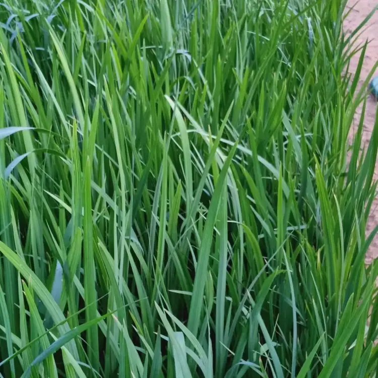 <a href='http://www.zishuwang.com.cn/shuishengshuicao/3437.html' target='_blank'>水生鳶尾</a>杯苗容器苗