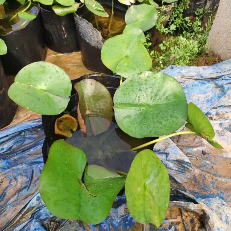 <a href='http://www.zishuwang.com.cn/shuishengshuicao/3434.html' target='_blank'>睡蓮</a>杯苗容器苗