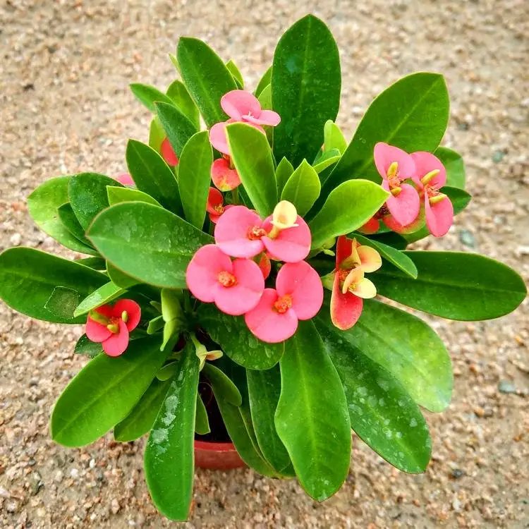 鐵<a href='http://www.zishuwang.com.cn/linmuzhongzi/1766.html' target='_blank'>海棠</a>杯苗容器苗