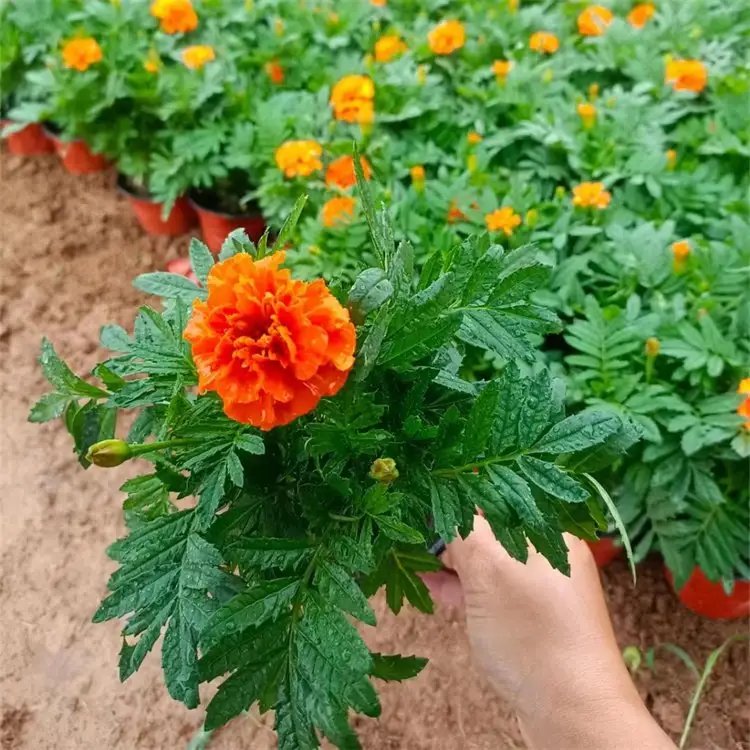 <a href='http://www.zishuwang.com.cn/caohuazhongzi/1631.html' target='_blank'>萬(wàn)壽菊</a>杯苗容器苗