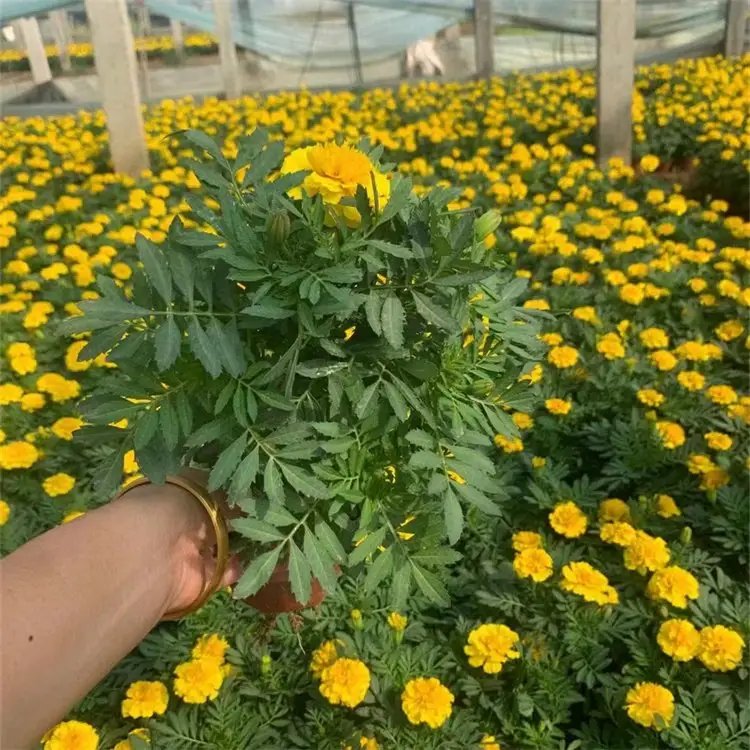 <a href='http://www.zishuwang.com.cn/caohuazhongzi/1631.html' target='_blank'>萬(wàn)壽菊</a>杯苗容器苗