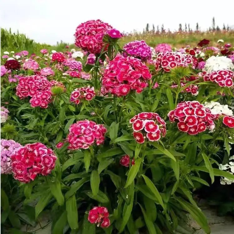 <a href='http://www.zishuwang.com.cn/caohuazhongzi/1632.html' target='_blank'>五彩石竹</a>杯苗容器苗