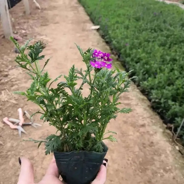細葉美女櫻杯苗容器苗