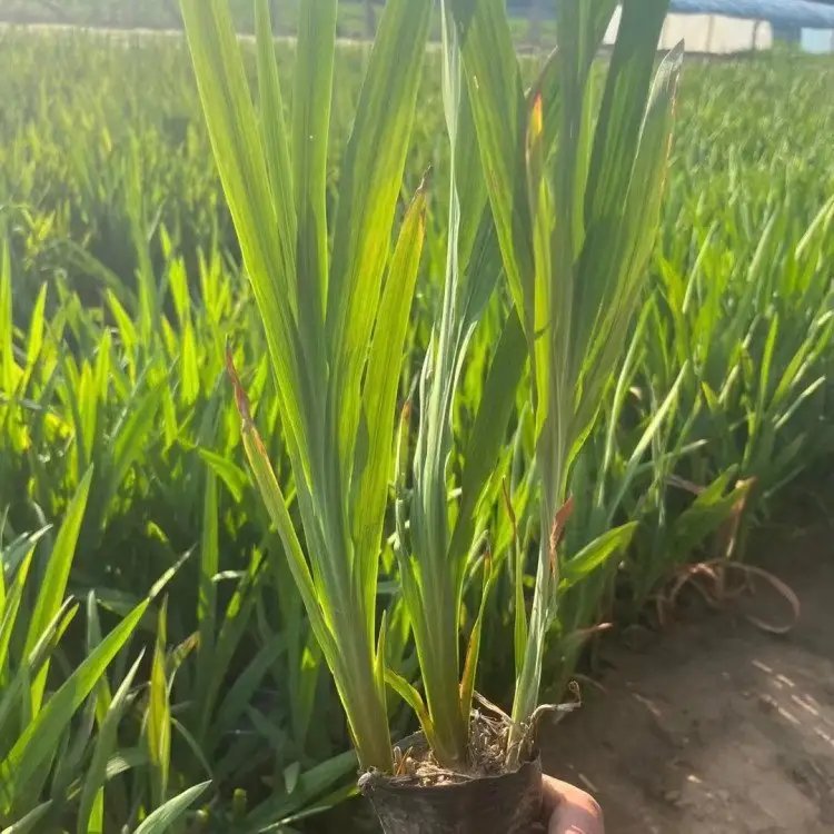 火星花杯苗容器苗