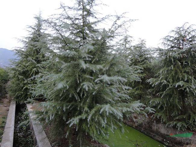 <a href='http://www.zishuwang.com.cn/linmuzhongzi/1853.html' target='_blank'>雪松</a>