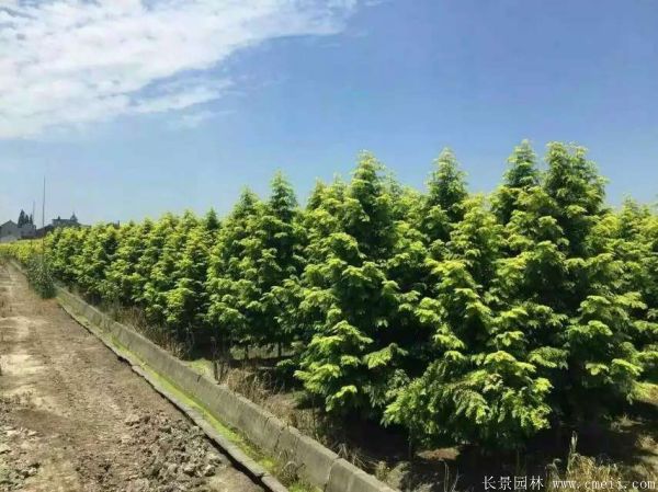金葉<a href='http://www.zishuwang.com.cn/linmuzhongzi/1720.html' target='_blank'>水杉</a>圖片基地實(shí)拍