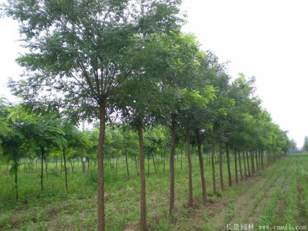 <a href='http://www.zishuwang.com.cn/linmuzhongzi/1841.html' target='_blank'>國槐</a>圖片<a href='http://www.zishuwang.com.cn/linmuzhongzi/1841.html' target='_blank'>國槐</a>基地實(shí)拍