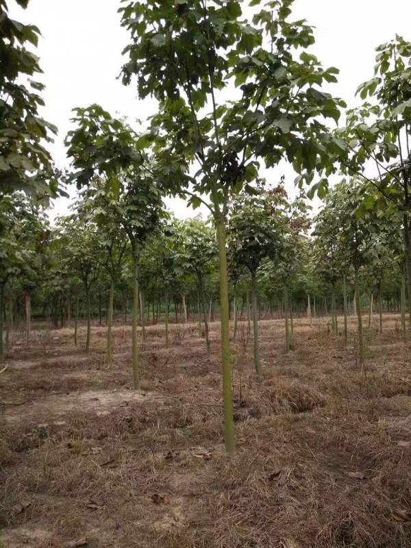 <a href='http://www.zishuwang.com.cn/linmuzhongzi/1749.html' target='_blank'>青桐</a>樹圖片<a href='http://www.zishuwang.com.cn/linmuzhongzi/1749.html' target='_blank'>青桐</a>樹基地實(shí)拍