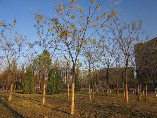 <a href='http://www.zishuwang.com.cn/xingdaoshu/3368.html' target='_blank'>苦楝樹</a>
