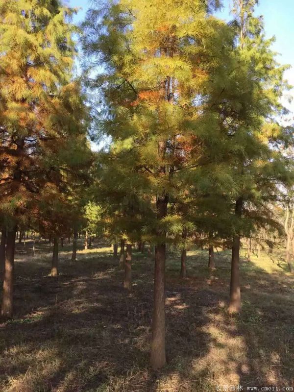 <a href='http://www.zishuwang.com.cn/linmuzhongzi/1823.html' target='_blank'>池杉</a>圖片<a href='http://www.zishuwang.com.cn/linmuzhongzi/1823.html' target='_blank'>池杉</a>基地實(shí)拍