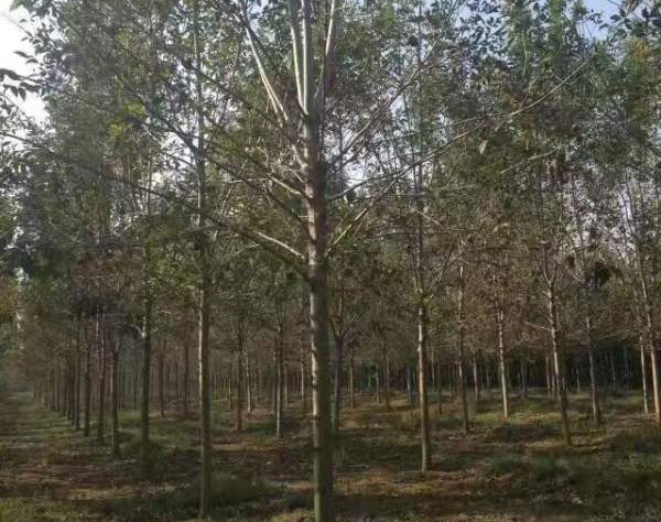 白臘樹圖片<a href='http://www.zishuwang.com.cn/linmuzhongzi/1712.html' target='_blank'>白蠟</a>基地實(shí)拍