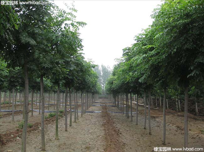 江蘇沭陽<a href='http://www.zishuwang.com.cn/linmuzhongzi/1745.html' target='_blank'>黃山欒樹</a>種植基地