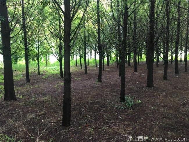 <a href='http://www.zishuwang.com.cn/xingdaoshu/3590.html' target='_blank'>水杉樹</a>