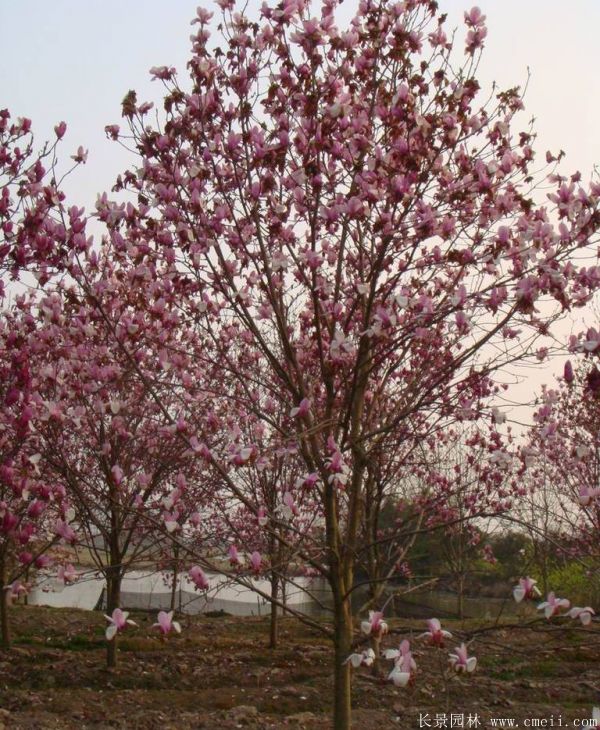 <a href='http://www.zishuwang.com.cn/xingdaoshu/3378.html' target='_blank'>紅玉蘭</a>圖片<a href='http://www.zishuwang.com.cn/xingdaoshu/3378.html' target='_blank'>紅玉蘭</a>基地實(shí)拍