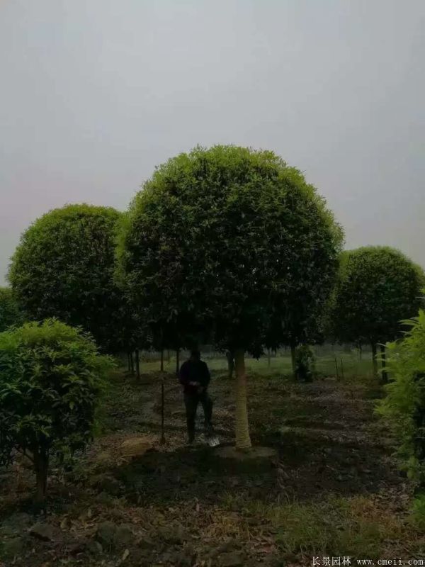 <a href='http://www.zishuwang.com.cn/xingdaoshu/3363.html' target='_blank'>桂花樹</a>圖片<a href='http://www.zishuwang.com.cn/xingdaoshu/3363.html' target='_blank'>桂花樹</a>基地實(shí)拍