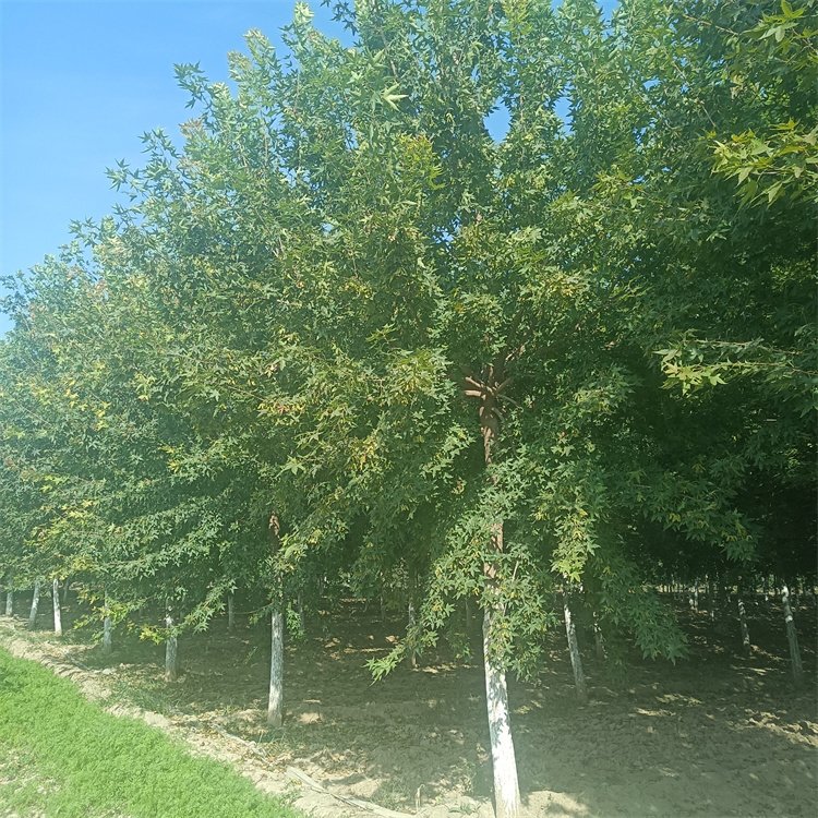 <a href='http://www.zishuwang.com.cn/linmuzhongzi/1781.html' target='_blank'>五角楓</a>