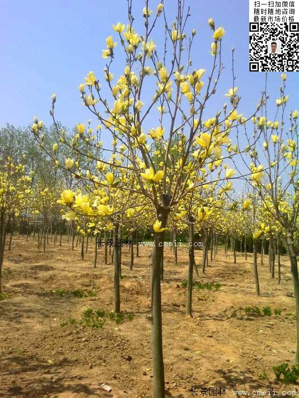 園林喬木植物<a href='http://www.zishuwang.com.cn/linmuzhongzi/1697.html' target='_blank'>黃玉蘭</a>圖片