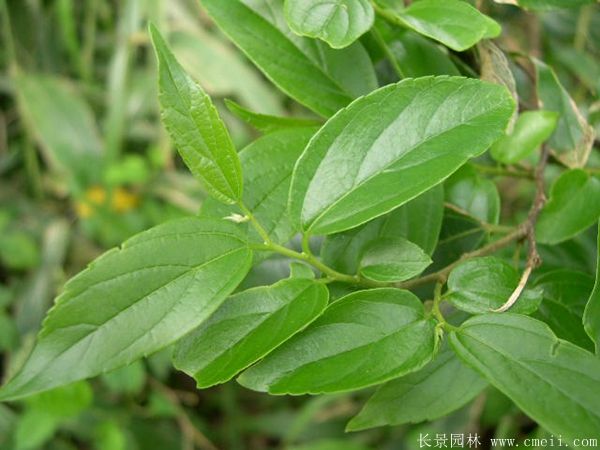 <a href='http://www.zishuwang.com.cn/linmuzhongzi/1755.html' target='_blank'>樸樹</a>圖片<a href='http://www.zishuwang.com.cn/linmuzhongzi/1755.html' target='_blank'>樸樹</a>基地實(shí)拍