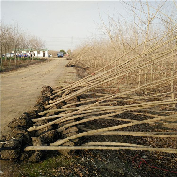 <a href='http://www.zishuwang.com.cn/linmuzhongzi/1855.html' target='_blank'>元寶楓</a>基地實(shí)拍圖