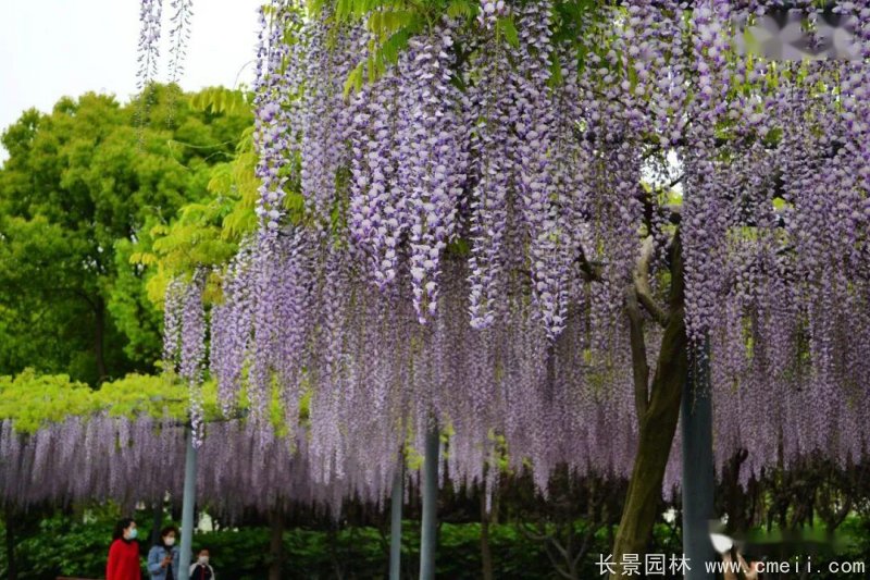日本長穗熊野<a href='http://www.zishuwang.com.cn/linmuzhongzi/1806.html' target='_blank'>紫藤</a>日系