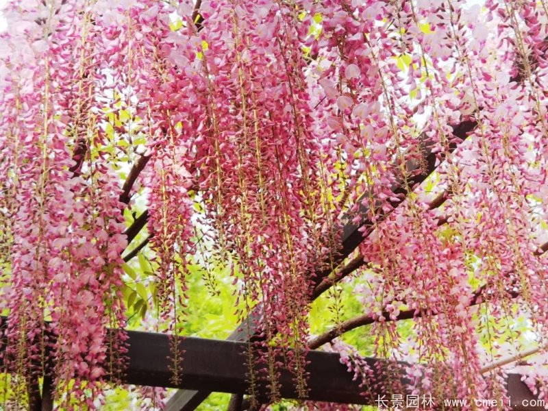 阿知<a href='http://www.zishuwang.com.cn/linmuzhongzi/1806.html' target='_blank'>紫藤</a>粉色日系<a href='http://www.zishuwang.com.cn/tengbenpanyuanzhiwu/3418.html' target='_blank'>紫藤花</a>
